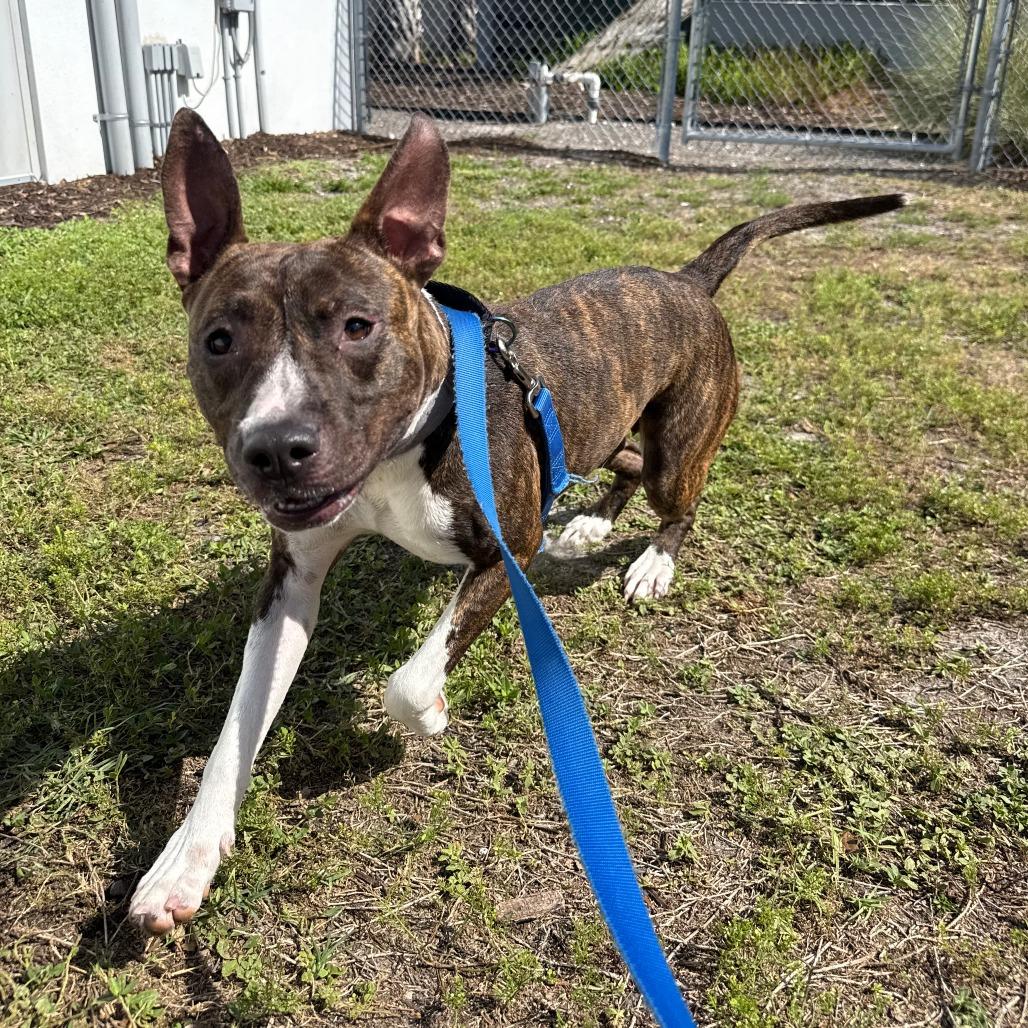 Florence, a Adoptable Mixed Breed in Sarasota, FL image 6/6