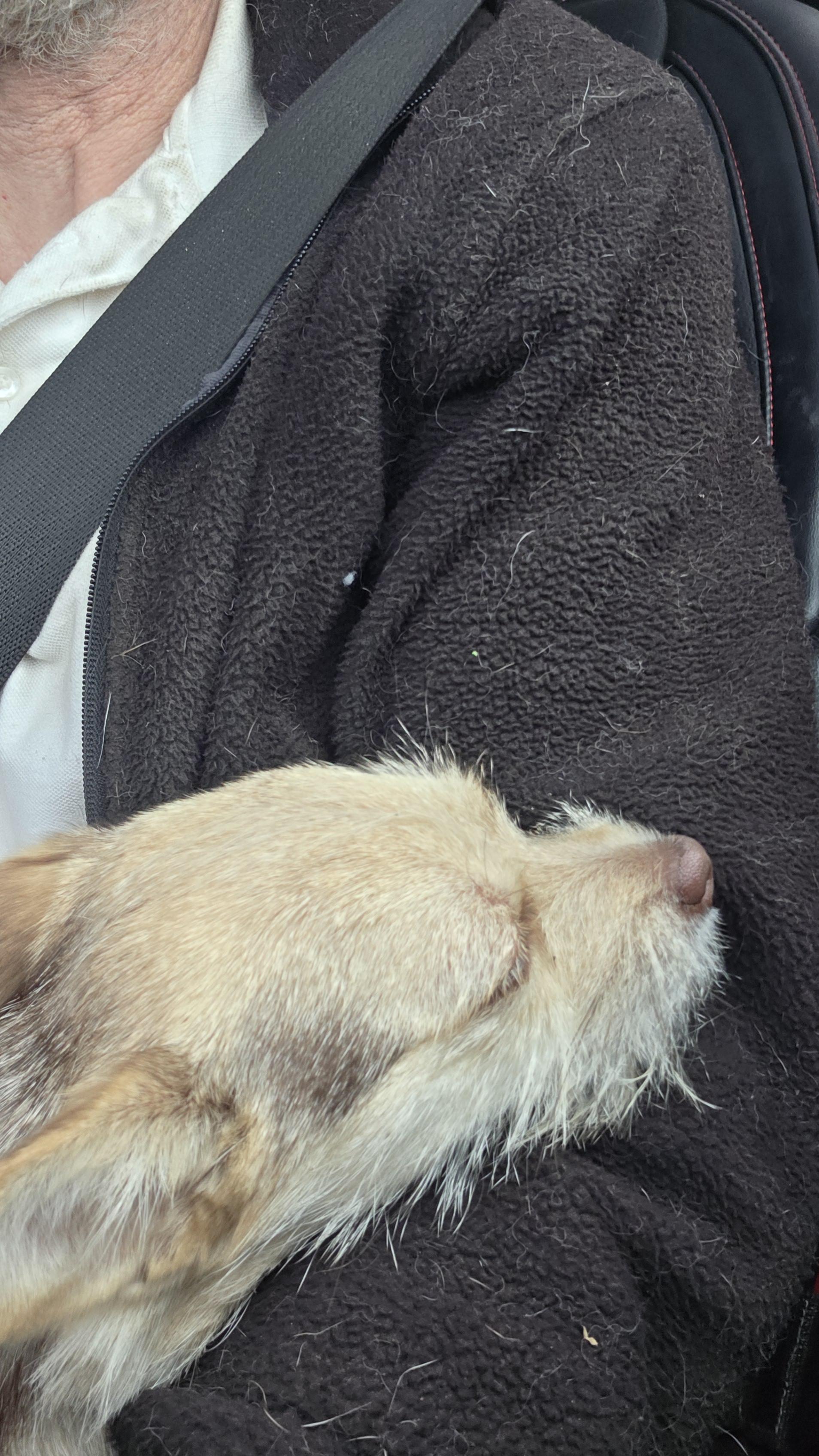Mazie, a Adopted Cairn Terrier in Elk, WA image 2/6