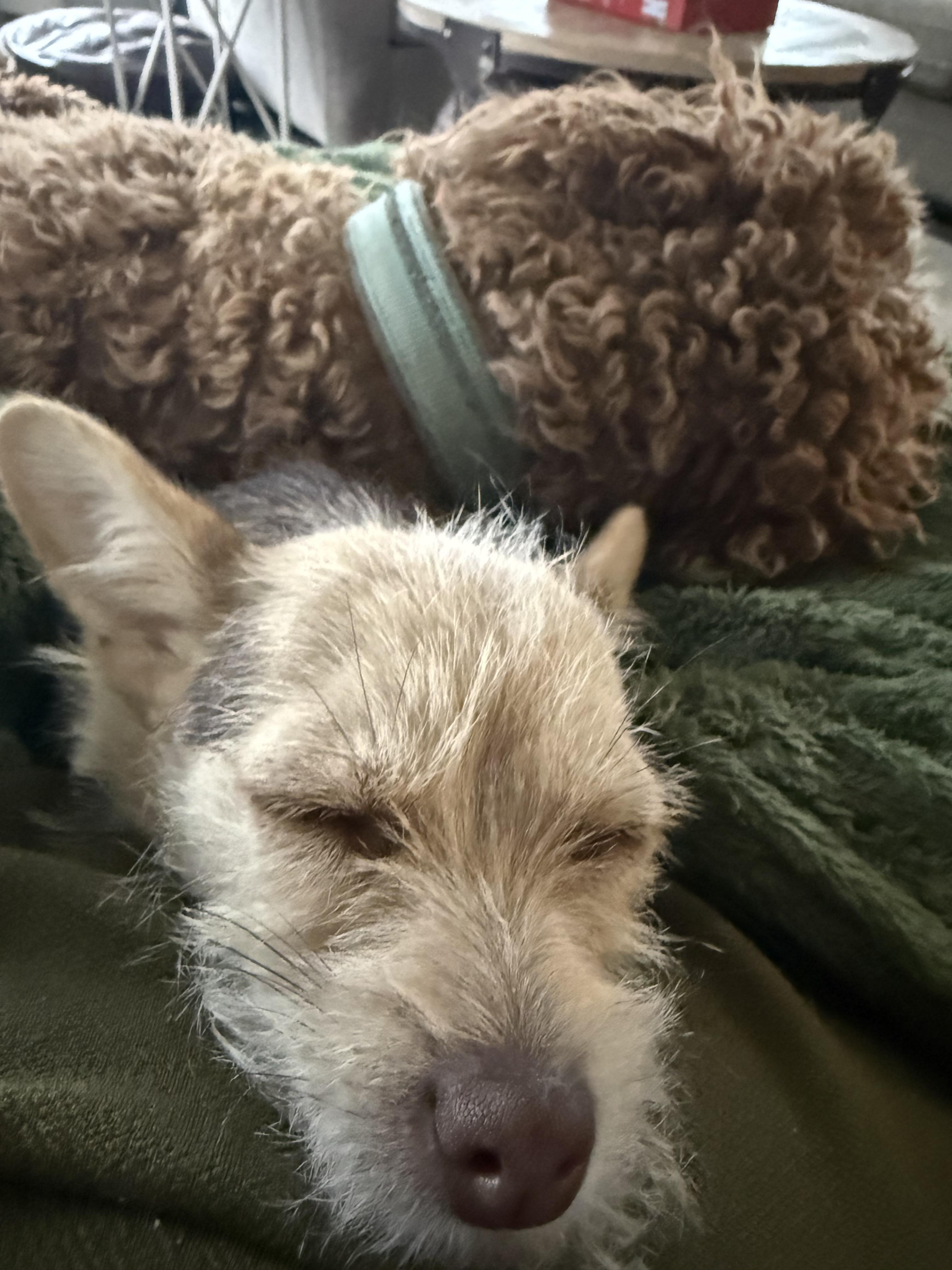 Mazie, a Adopted Cairn Terrier in Elk, WA image 3/6