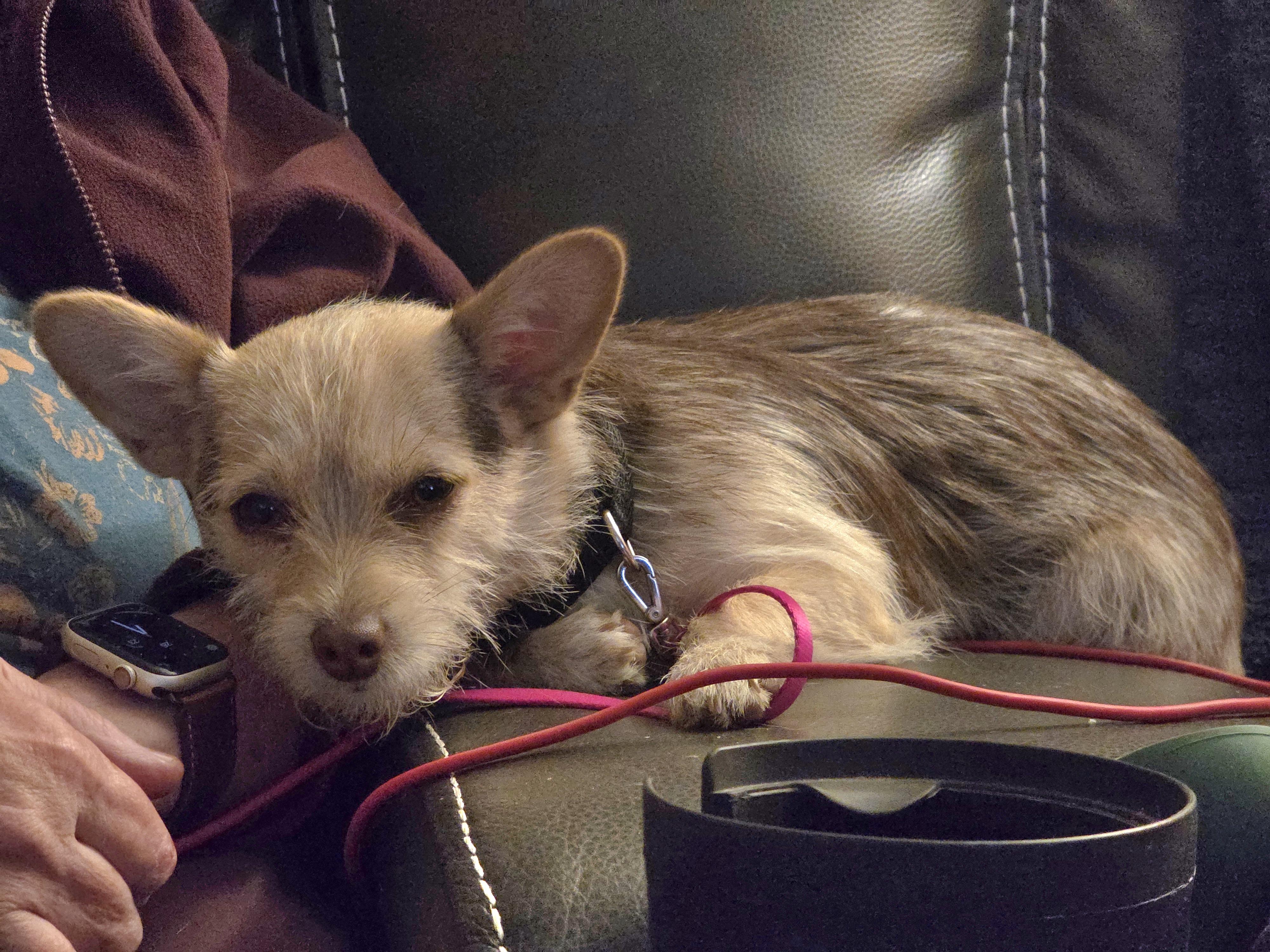 Mazie, a Adopted Cairn Terrier in Elk, WA image 4/6