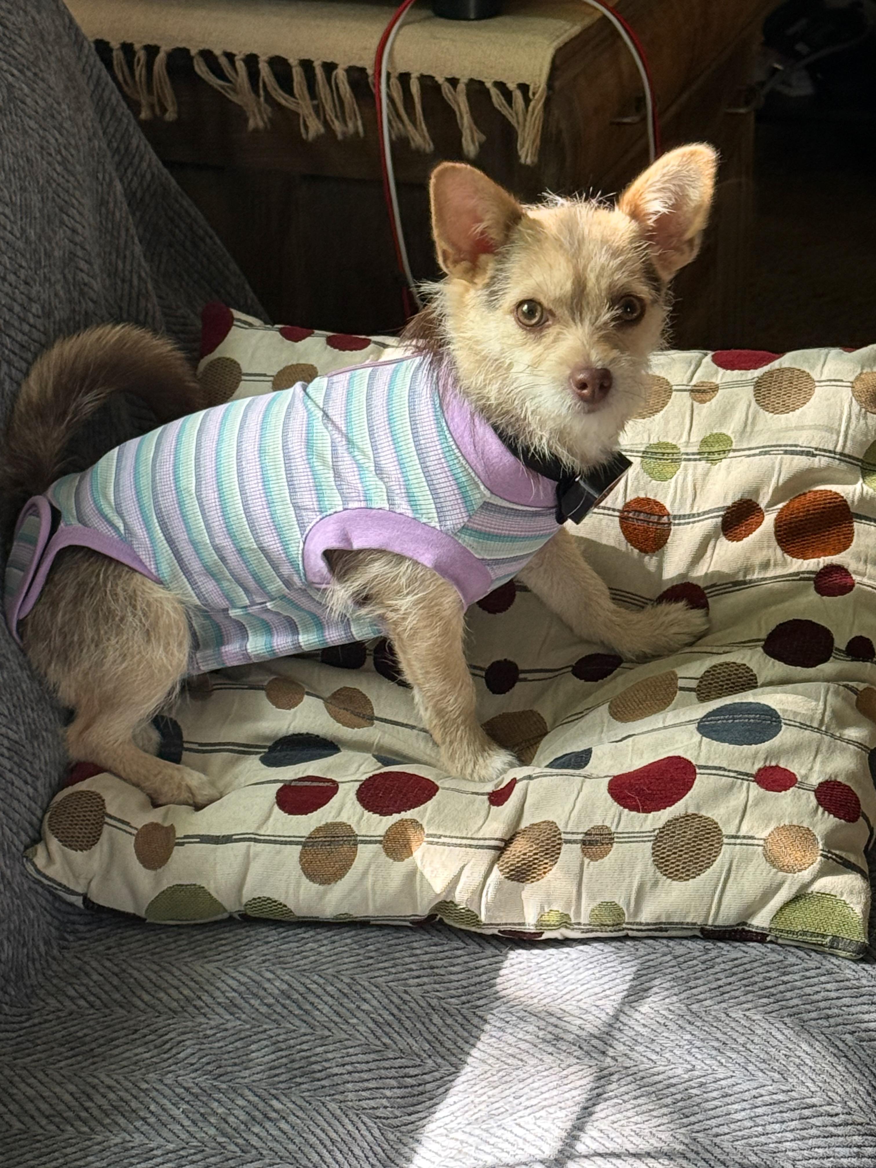 Mazie, a Adopted Cairn Terrier in Elk, WA image 5/6