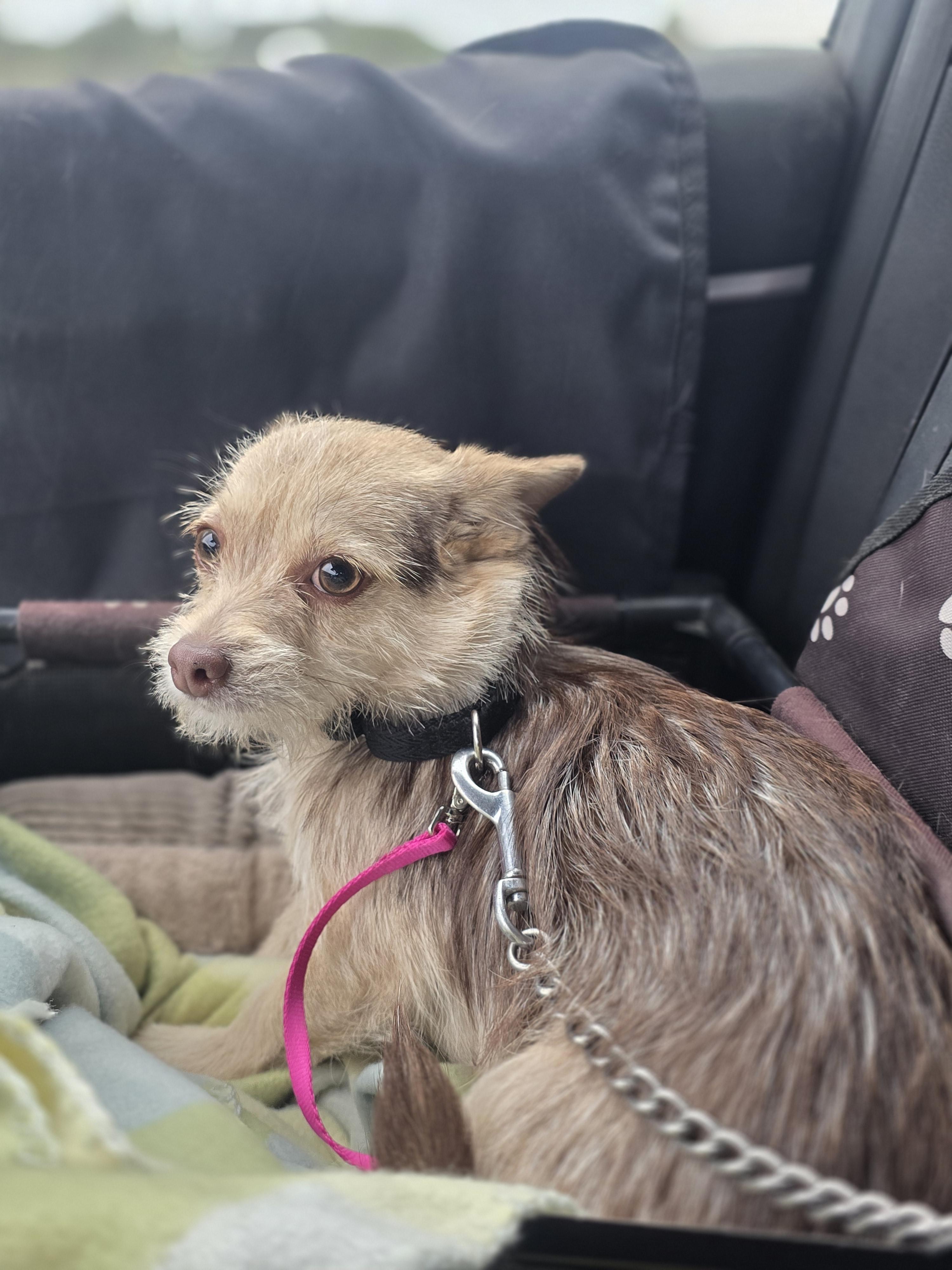 Mazie, a Adopted Cairn Terrier in Elk, WA image 6/6
