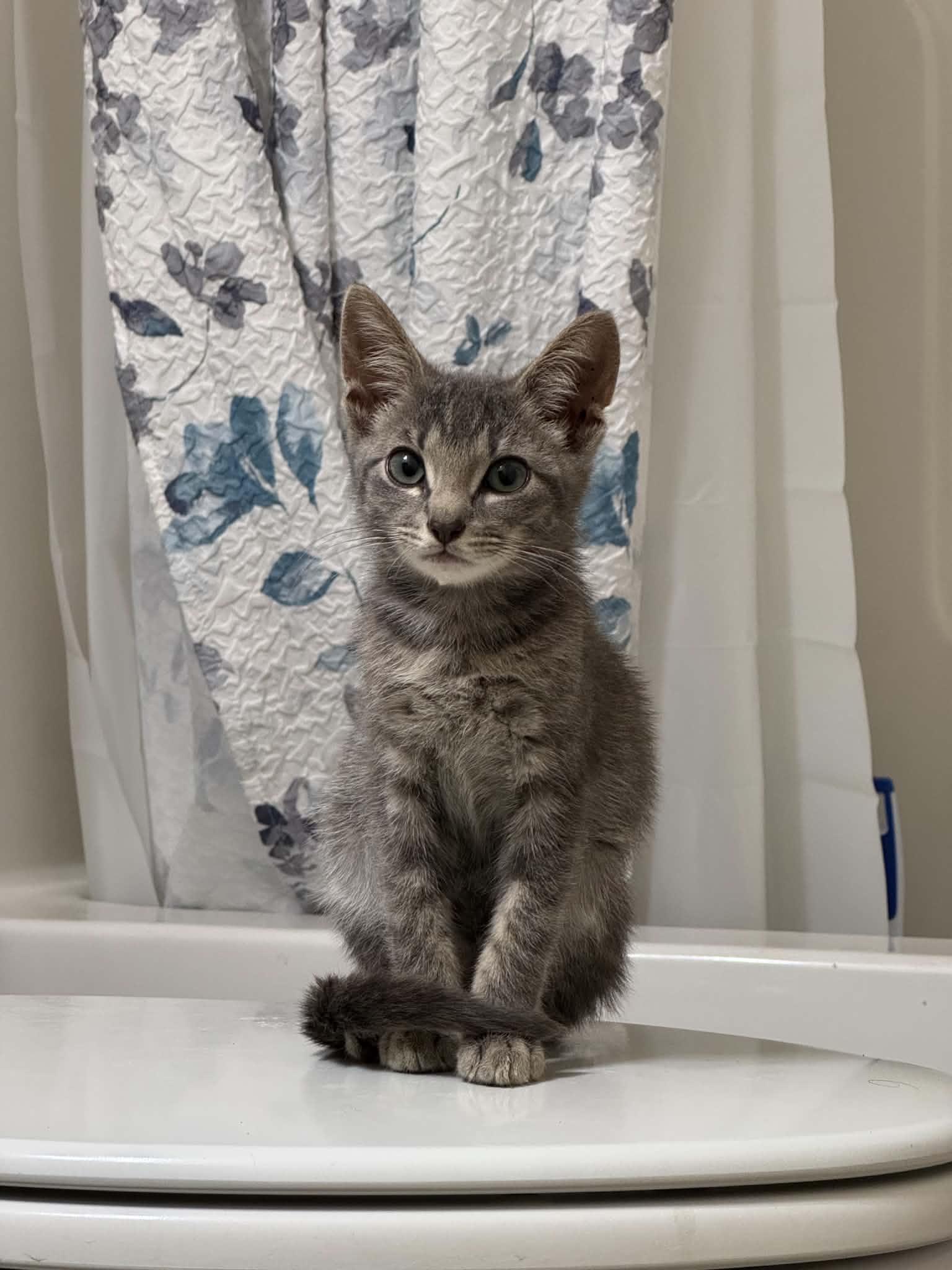 Chip, Adoptable, Kitten Male Domestic Short Hair & Siamese.