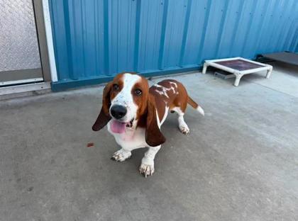 Mando, Adoptable, Adult Male Basset Hound & Mixed Breed.