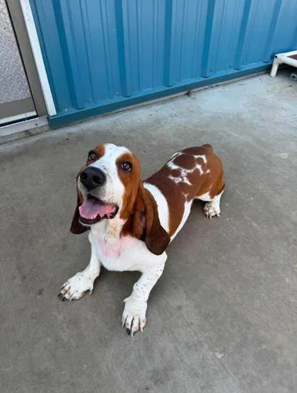 Enlarge Mando, a Adoptable mixed breed in Aberdeen, SD image 2/3