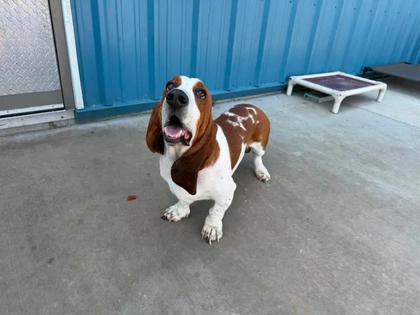 Enlarge Mando, a Adoptable mixed breed in Aberdeen, SD image 3/3