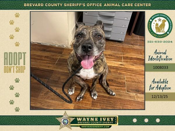 Snickers, Adoptable, Adult Female Mixed Breed.