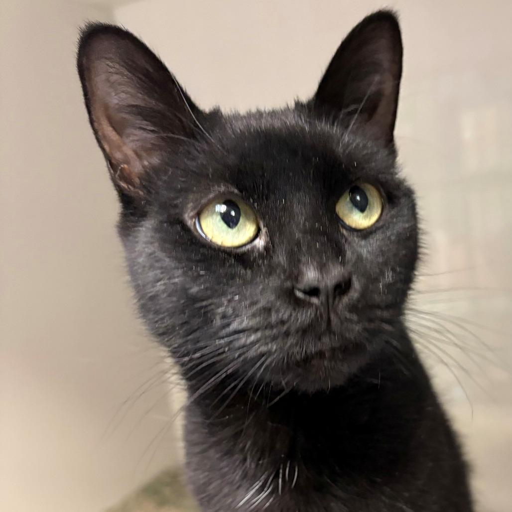 Beauty, Adoptable, Adult Female Domestic Short Hair.