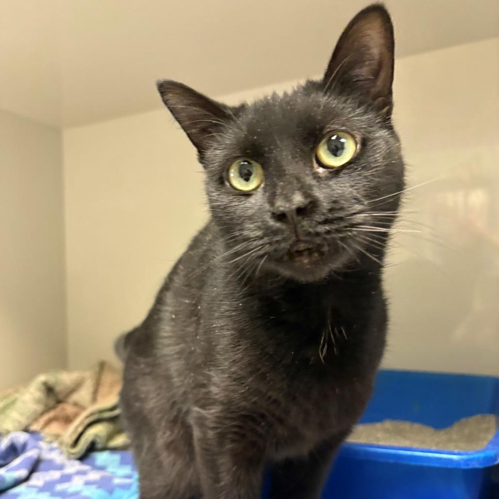 Enlarge Beauty, a Adoptable Domestic Short Hair in East Hanover, NJ image 2/6