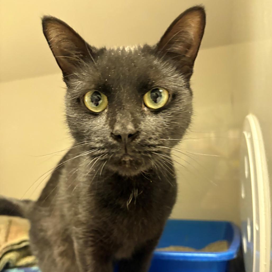 Enlarge Beauty, a Adoptable Domestic Short Hair in East Hanover, NJ image 3/6