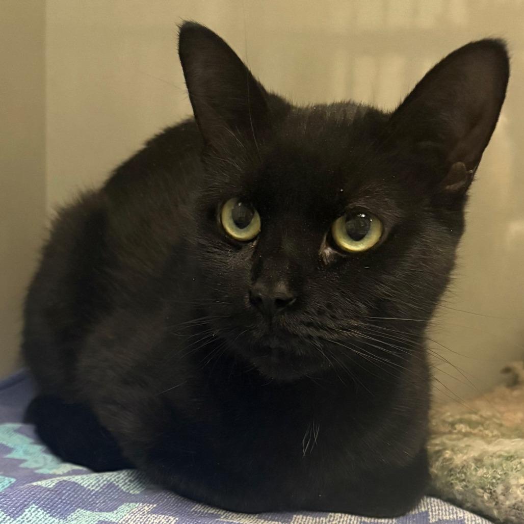 Enlarge Beauty, a Adoptable Domestic Short Hair in East Hanover, NJ image 5/6