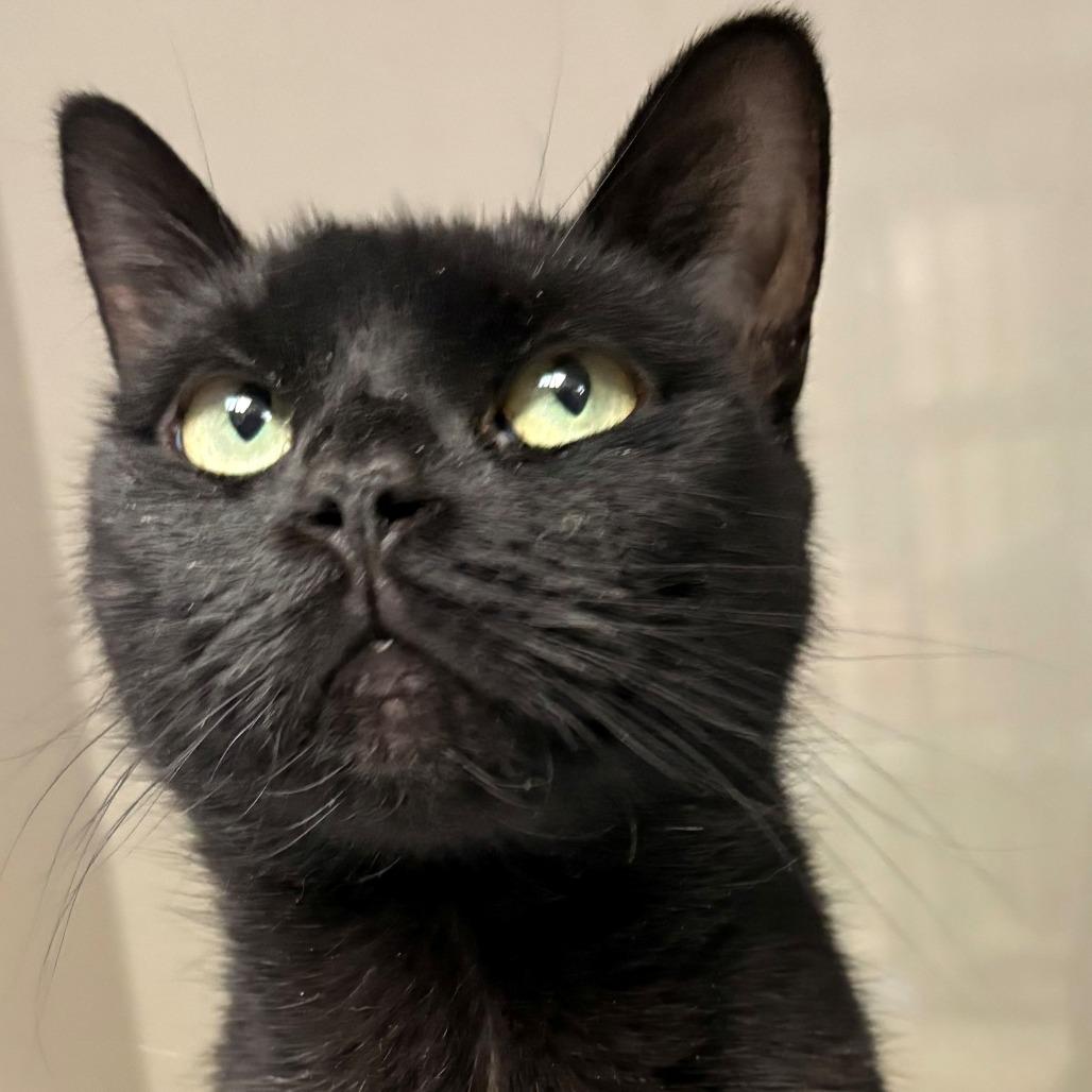 Enlarge Beauty, a Adoptable Domestic Short Hair in East Hanover, NJ image 6/6