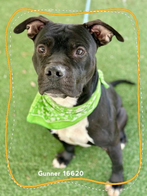 Enlarge GUNNER, a ADOPTABLE Pit Bull Terrier in Marietta, GA image 4/6