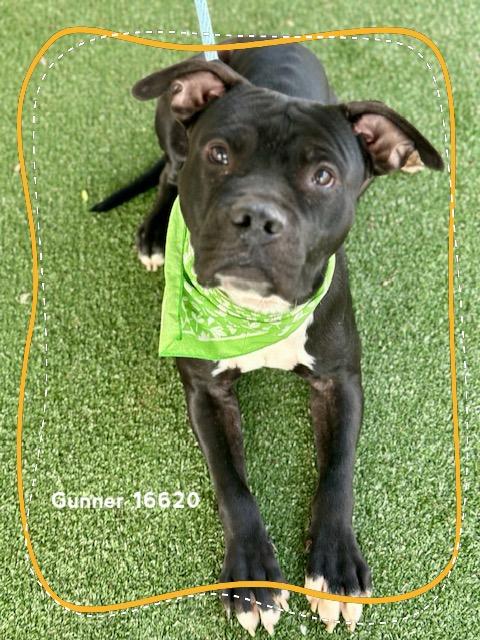 Enlarge GUNNER, a ADOPTABLE Pit Bull Terrier in Marietta, GA image 3/6