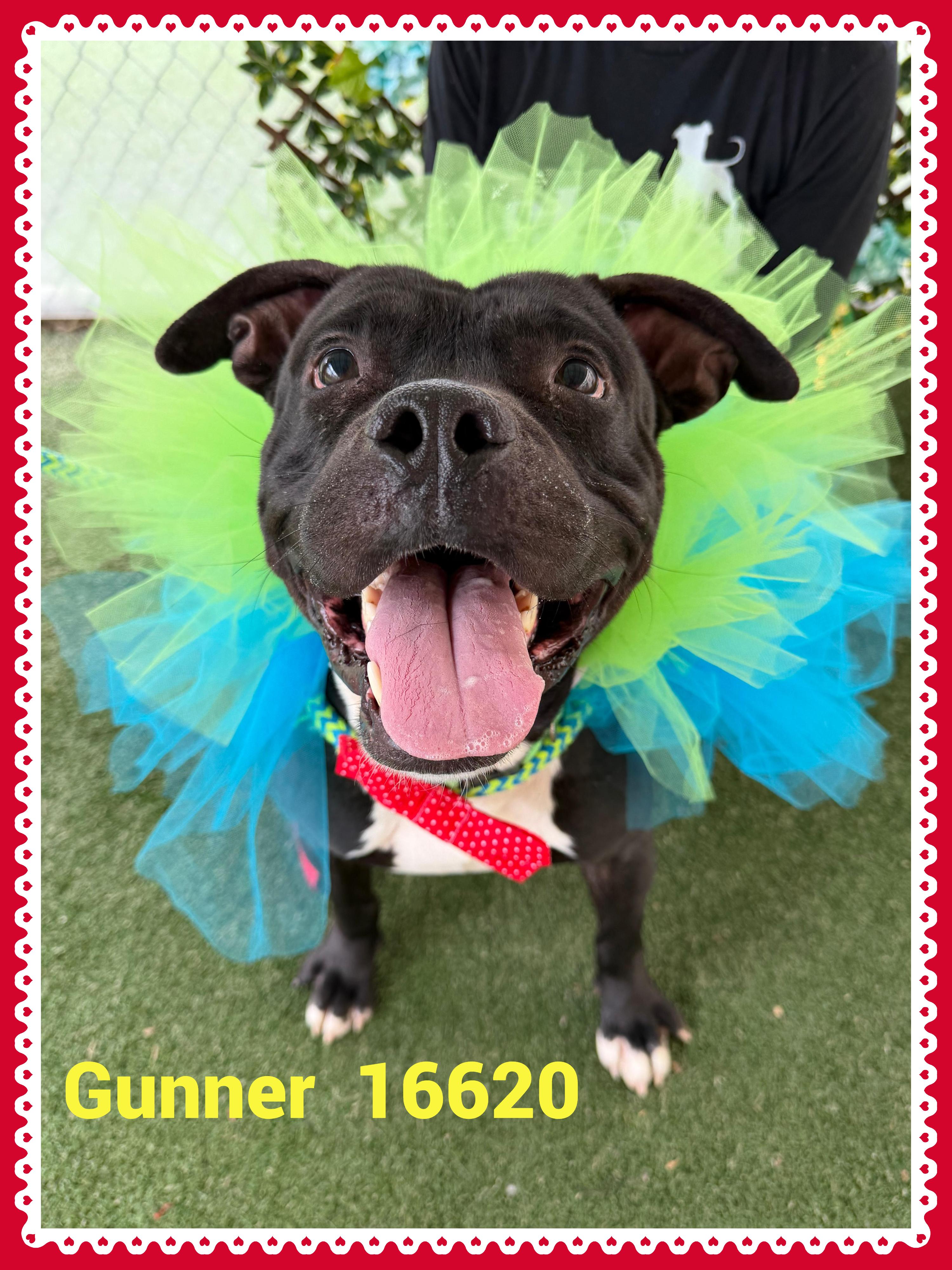 GUNNER, ADOPTABLE, Young Male Pit Bull Terrier.