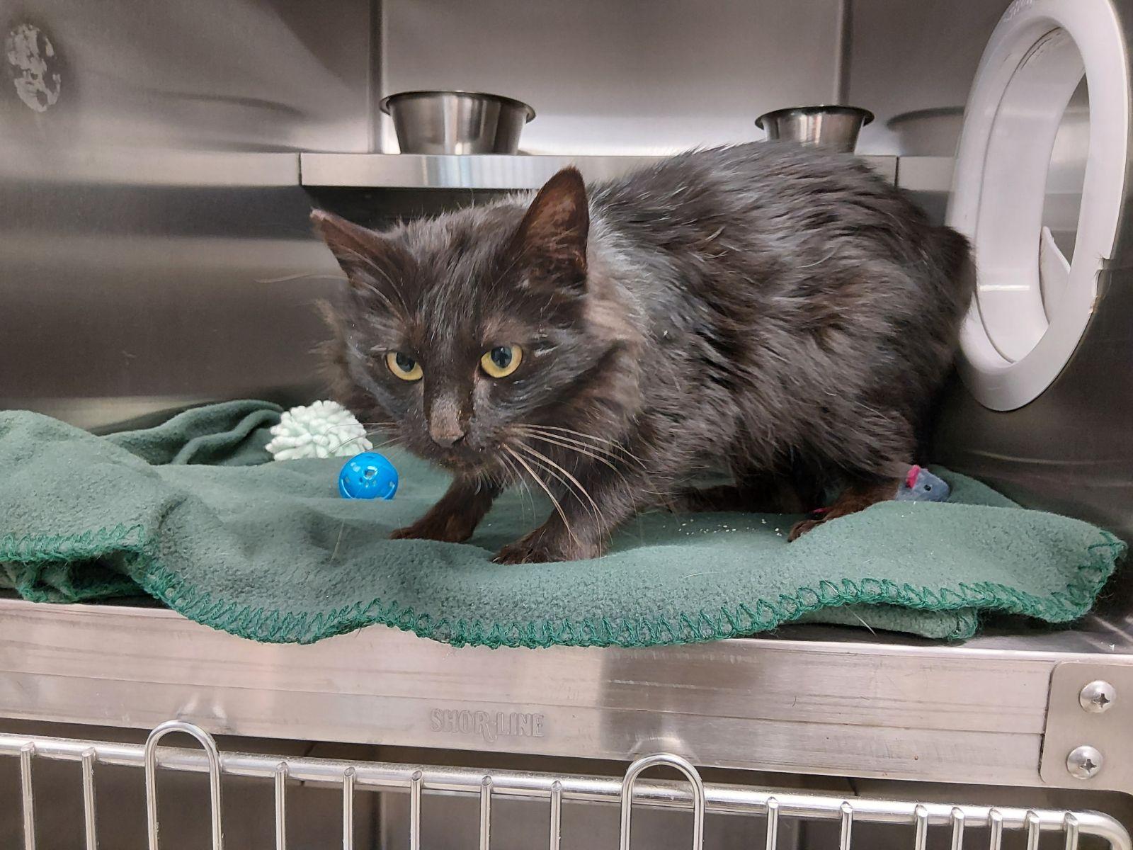 Enlarge Lima, an adopted Domestic Long Hair in Liberty, MO image 1/2