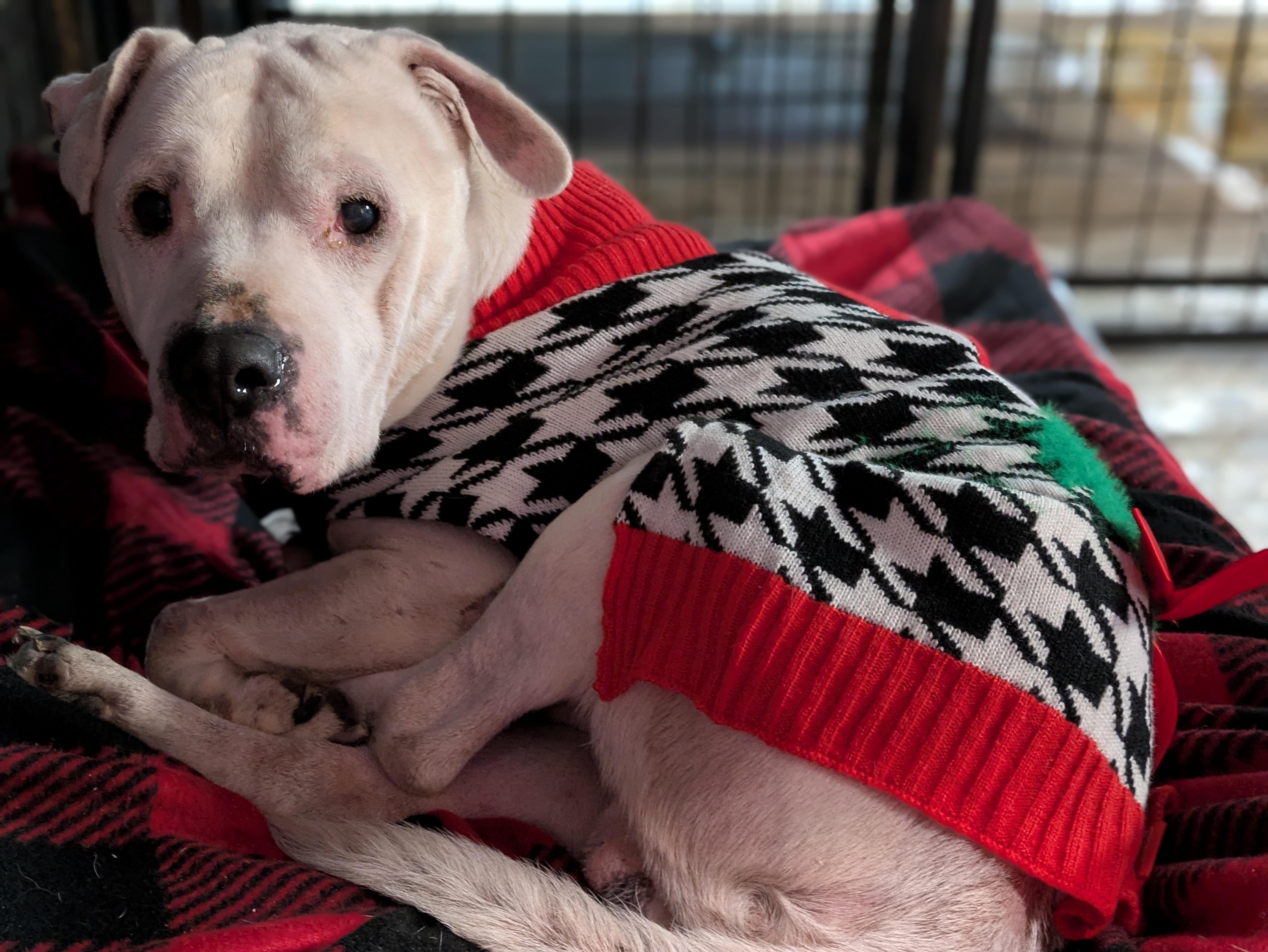 Enlarge Caleb, a ADOPTABLE Mixed Breed in Huntsville, AL image 1/2