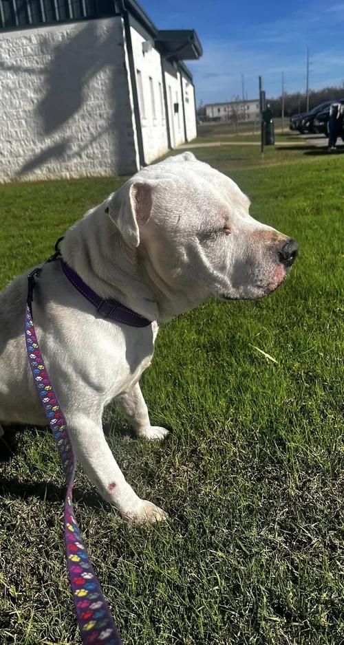 Caleb, a Adoptable mixed breed in Huntsville, AL image 4/6