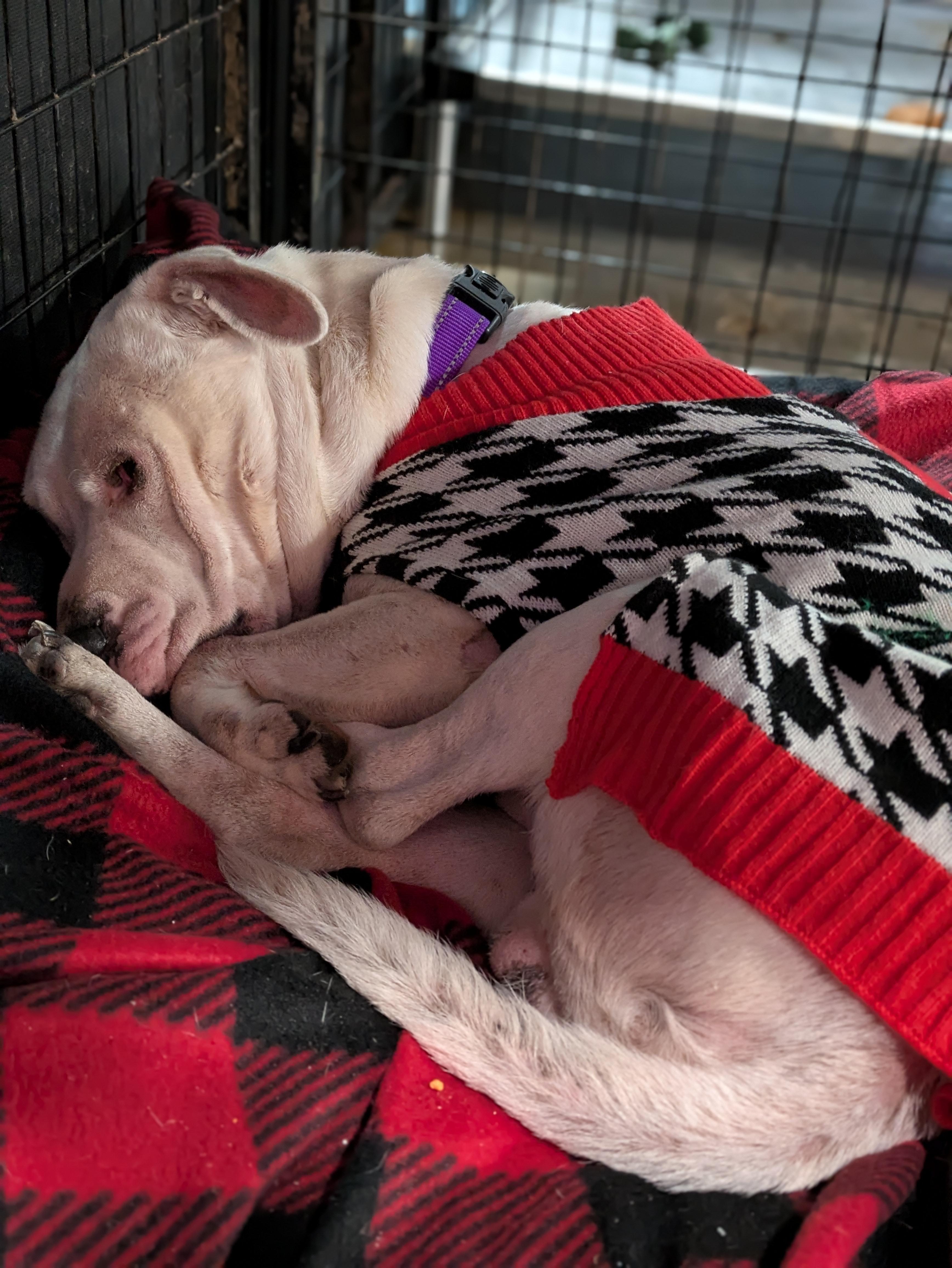 Enlarge Caleb, a ADOPTABLE Mixed Breed in Huntsville, AL image 2/2