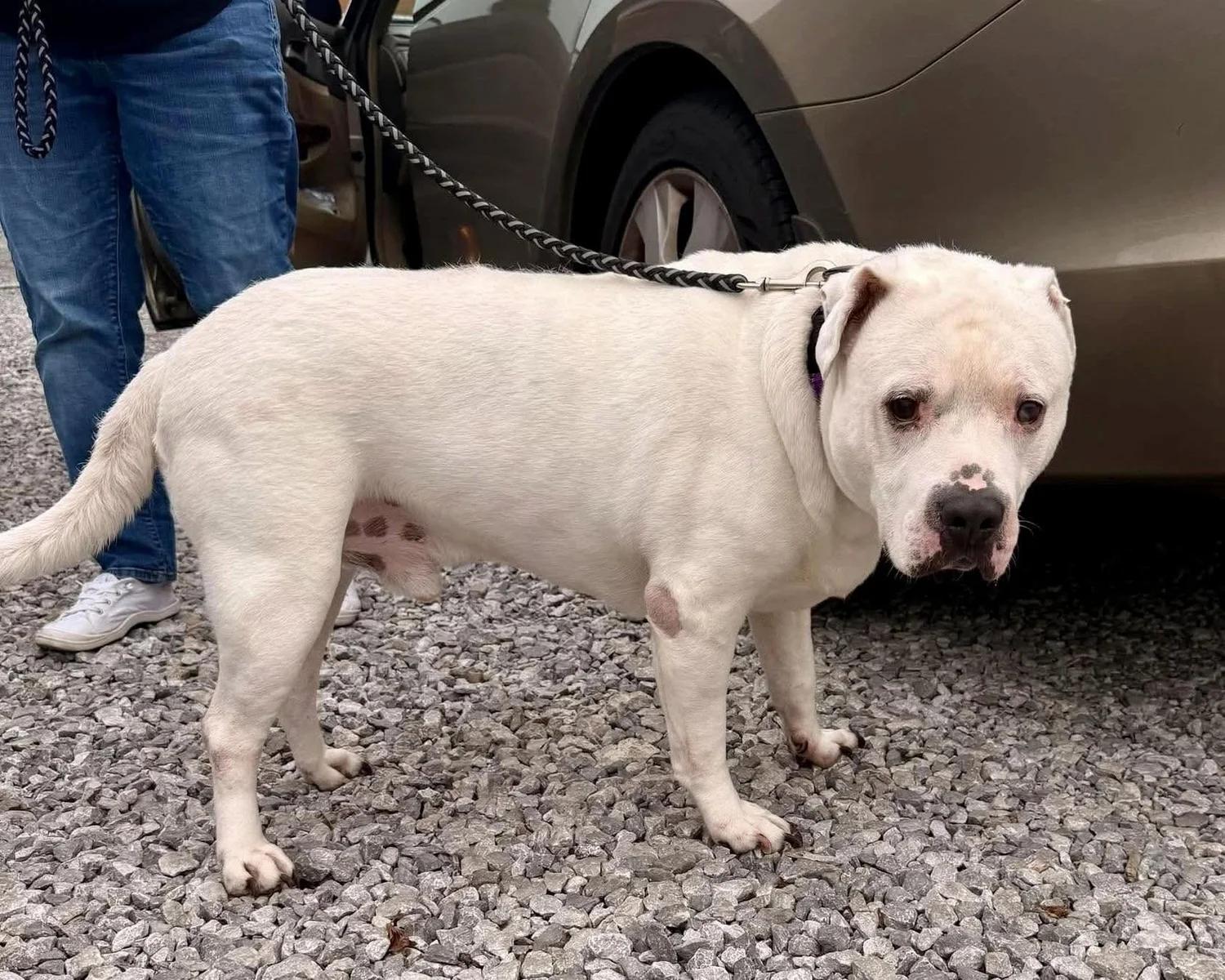 Caleb, a Adoptable mixed breed in Huntsville, AL image 2/6