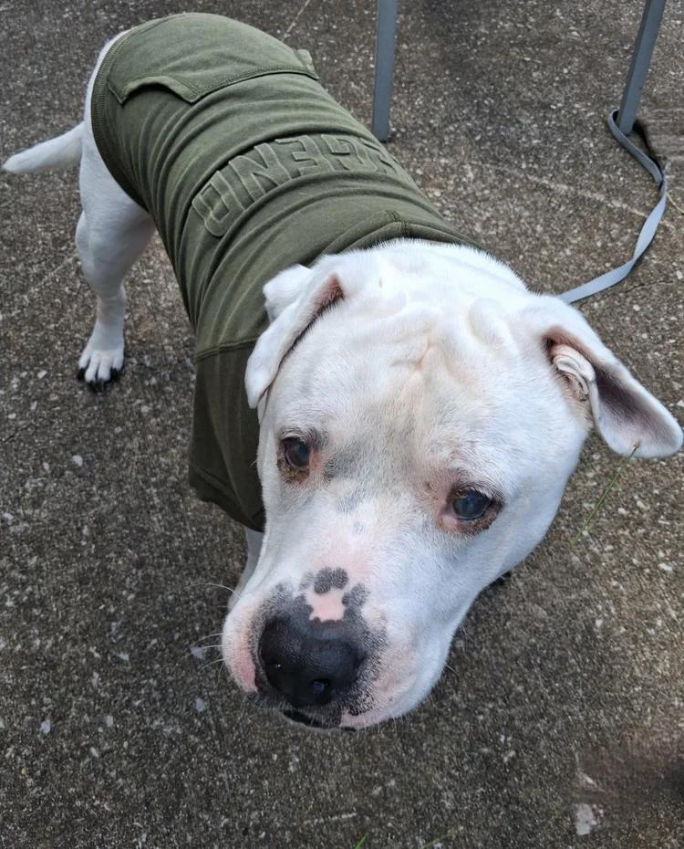 Caleb, Adoptable, Senior Male Mixed Breed.