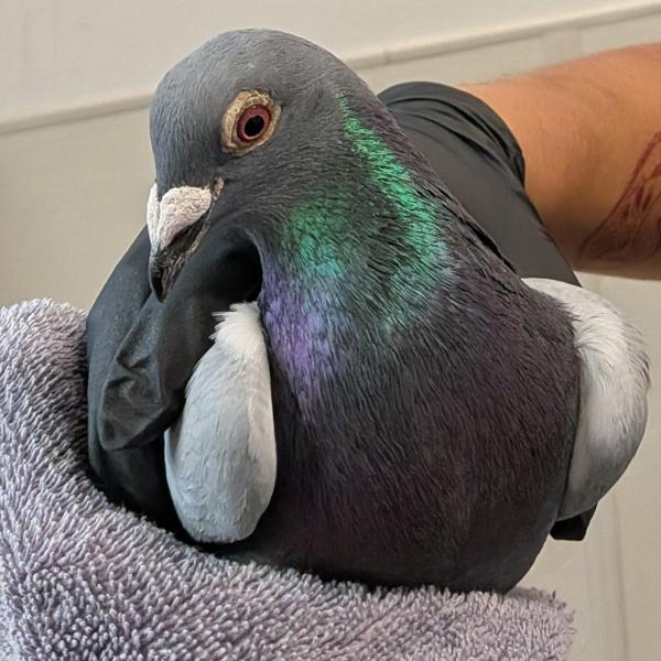 Duchess Baron Von Beak, Adoptable, Young Unknown Pigeon.