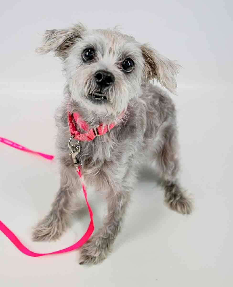 Enlarge Bessie, a Adoptable mixed breed in Kennesaw, GA image 5/6