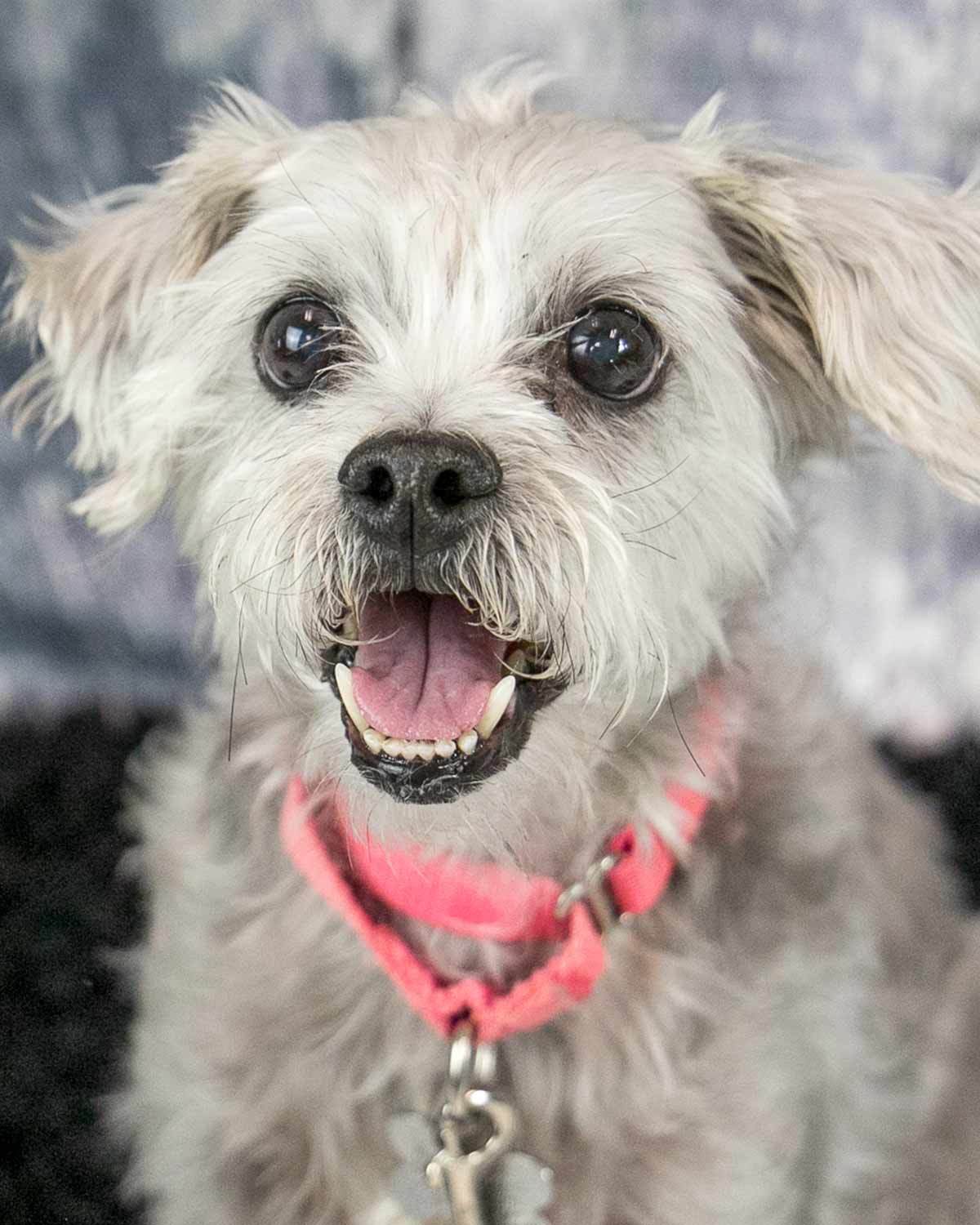 Bessie, Adoptable, Senior Female Yorkshire Terrier & Poodle.