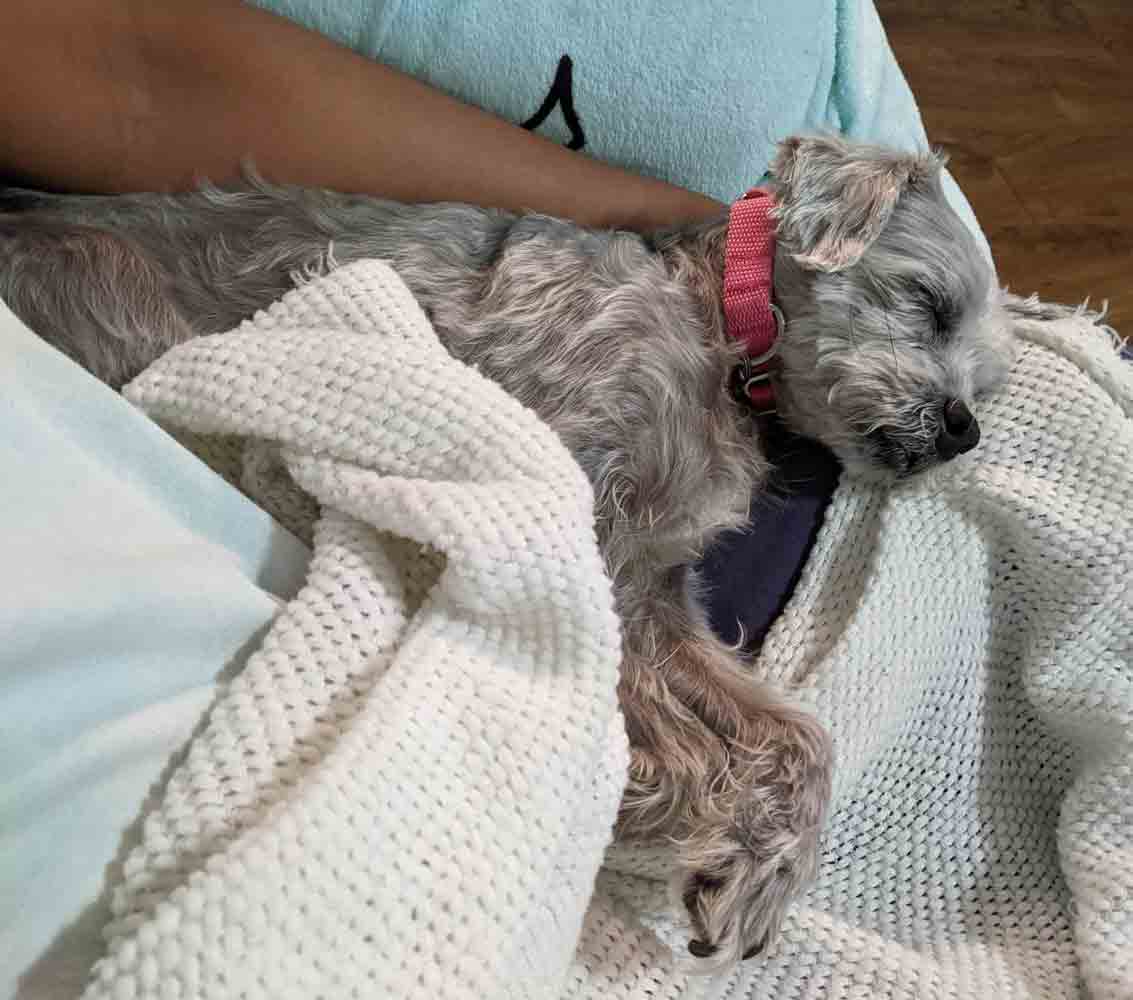 Enlarge Bessie, a Adoptable mixed breed in Kennesaw, GA image 2/6