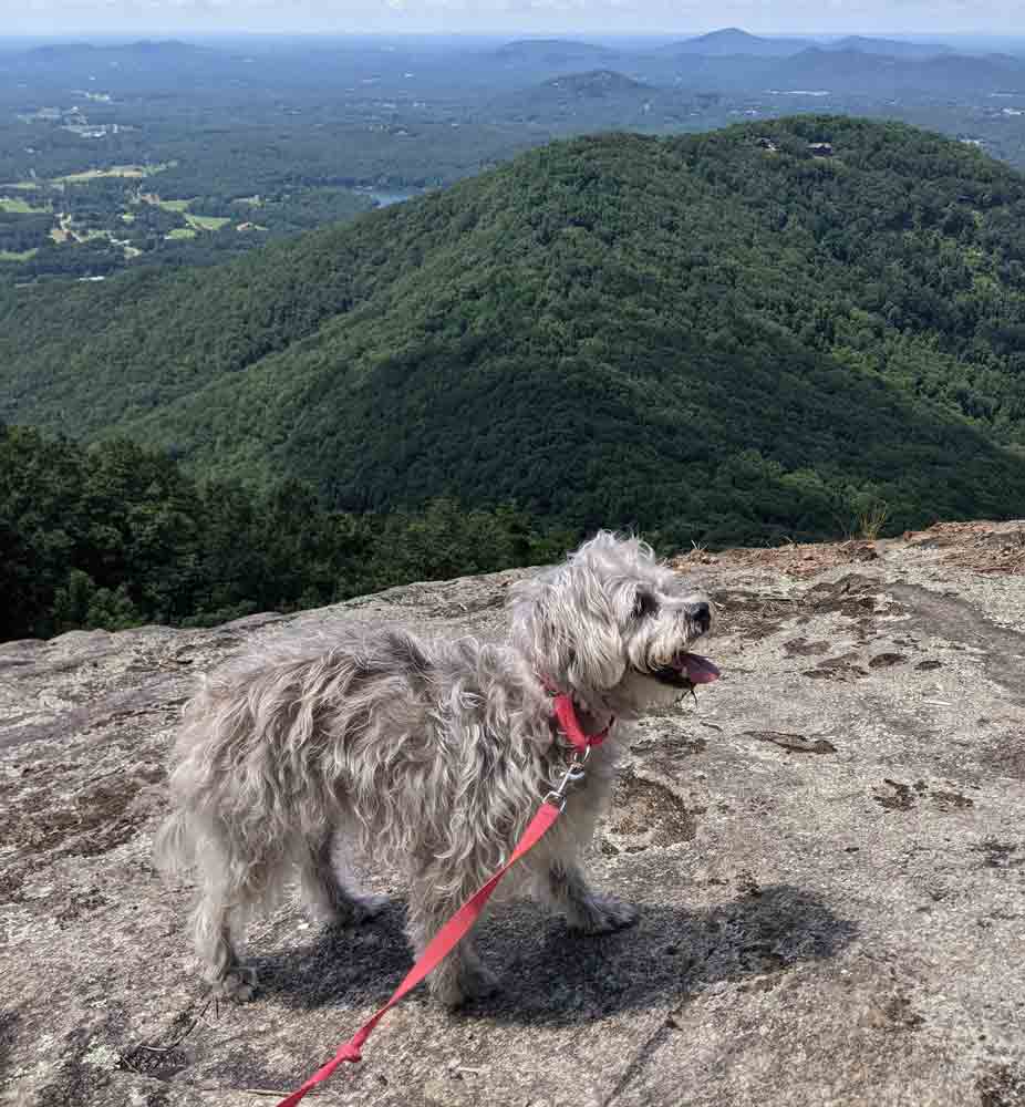 Enlarge Bessie, a Adoptable mixed breed in Kennesaw, GA image 3/6