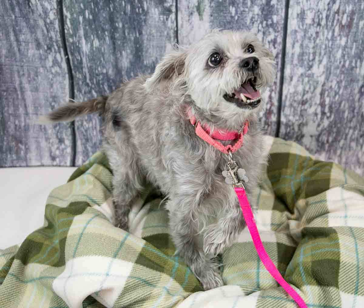 Enlarge Bessie, a Adoptable mixed breed in Kennesaw, GA image 6/6