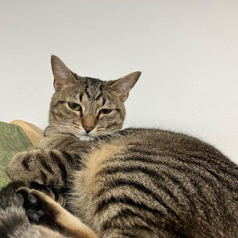 Pretty Boy, a Adoptable mixed breed in La Grange, KY image 1/6