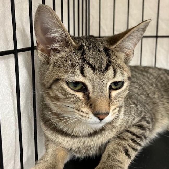 Pretty Boy, a Adoptable mixed breed in La Grange, KY image 2/6