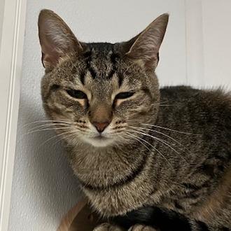 Pretty Boy, a Adoptable mixed breed in La Grange, KY image 3/6