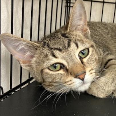 Pretty Boy, a Adoptable mixed breed in La Grange, KY image 5/6