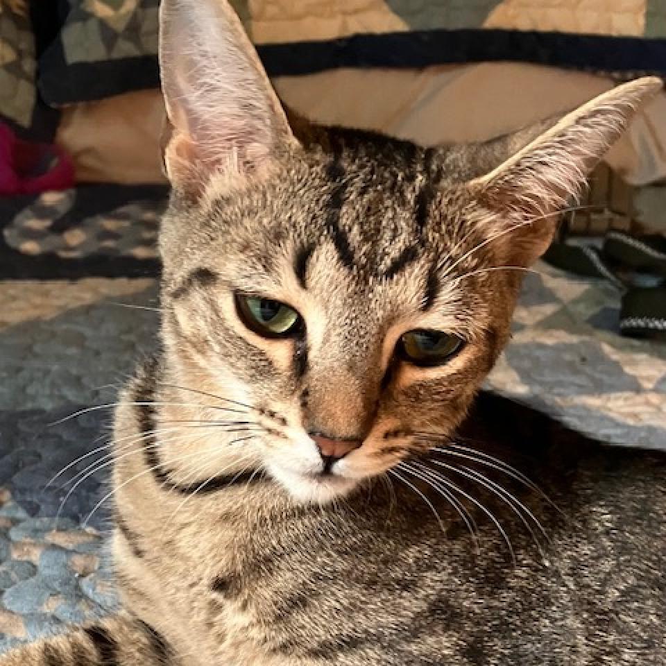 Enlarge Pretty Boy, a Adoptable mixed breed in La Grange, KY image 3/6