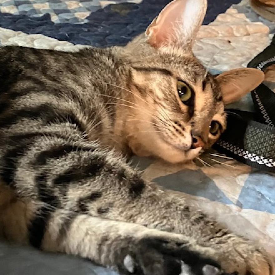 Pretty Boy, a Adoptable mixed breed in La Grange, KY image 6/6