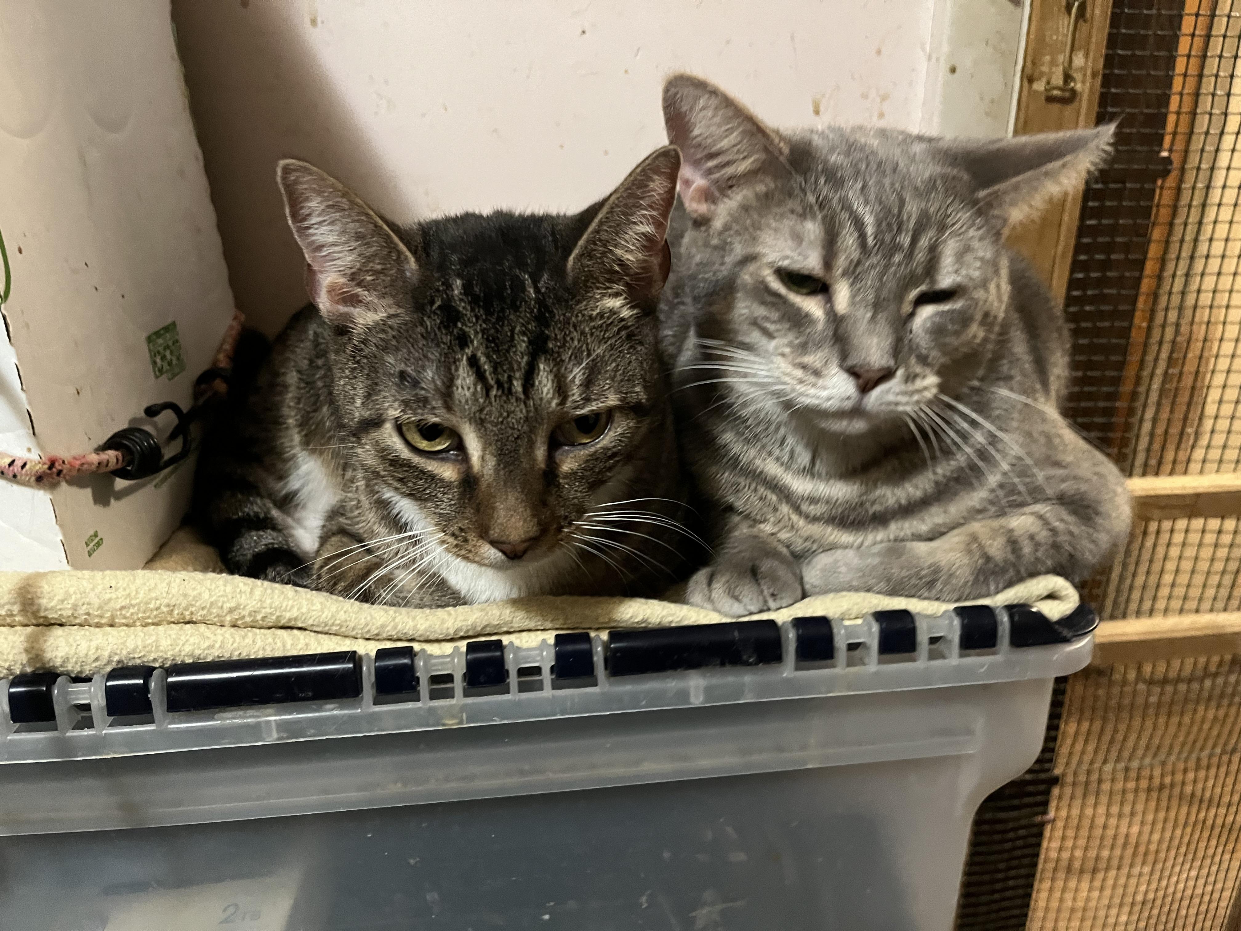 Enlarge Marnie, a Adoptable Domestic Short Hair in Mount Airy, MD image 2/2