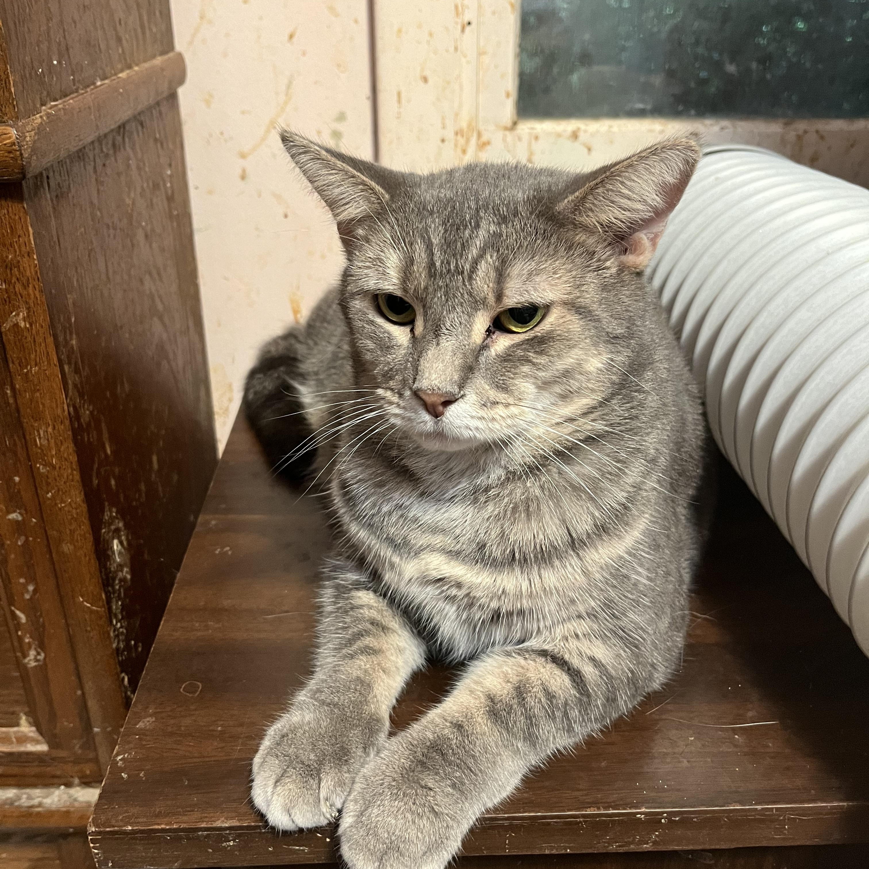 Enlarge Marnie, a Adoptable Domestic Short Hair in Mount Airy, MD image 1/2