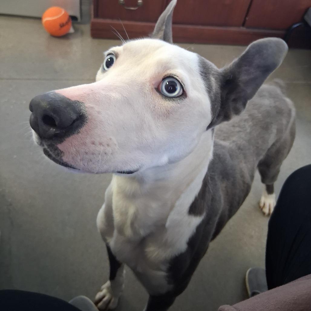 Enlarge Crunch, a Adoptable mixed breed in Vinita, OK image 1/6