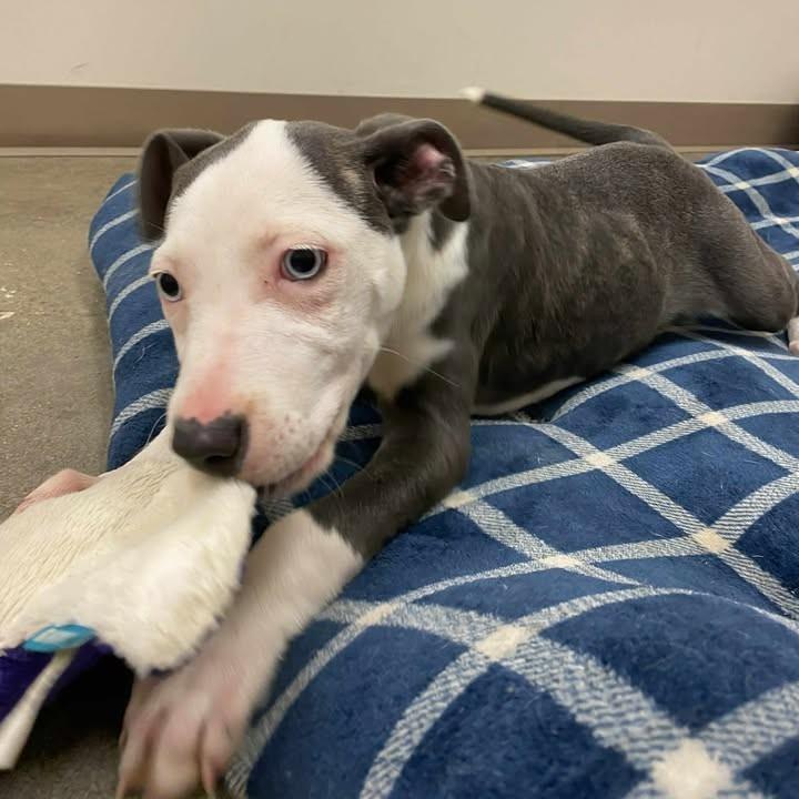 Crunch, a Adoptable mixed breed in Vinita, OK image 4/6