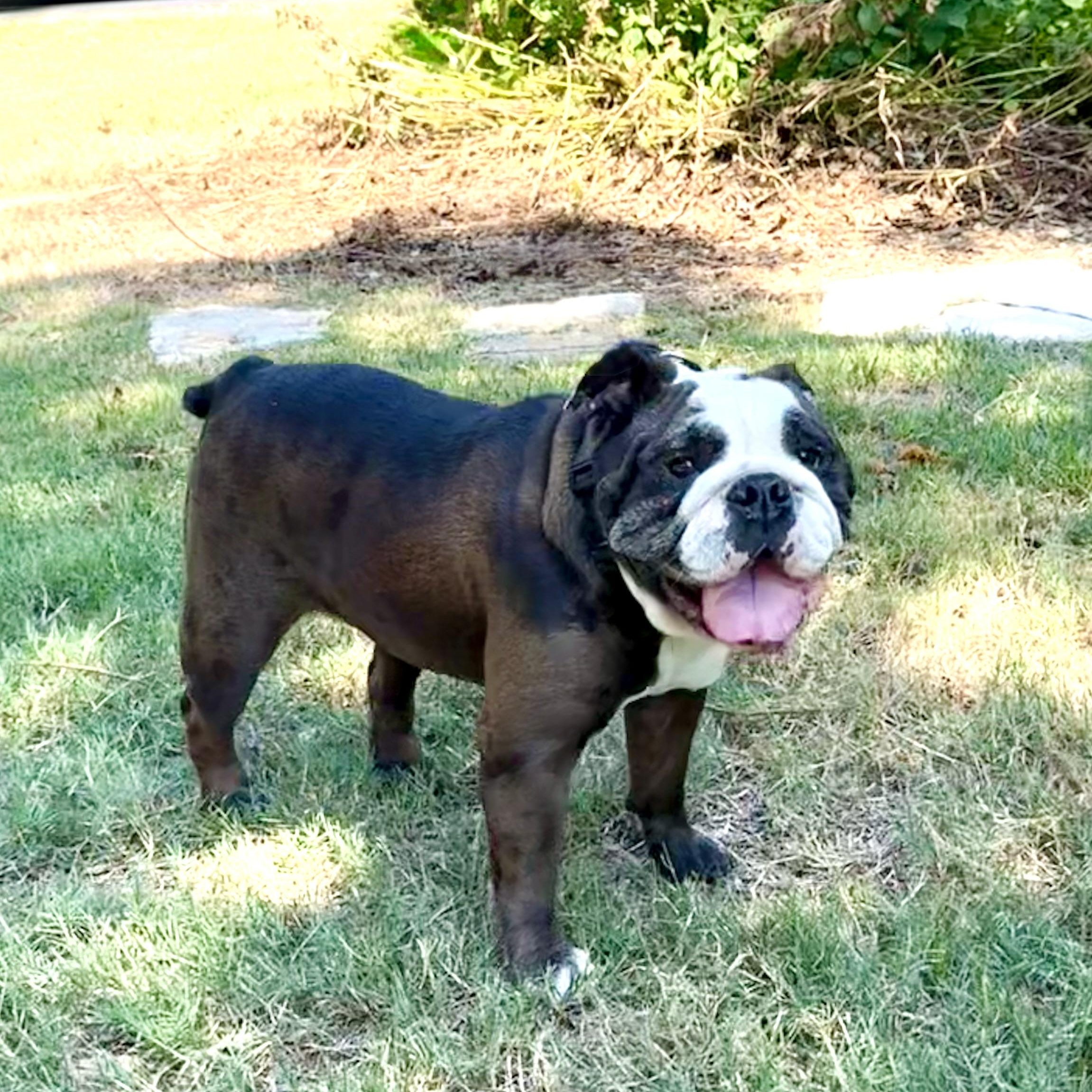 Enlarge Penelope is perfection!, a Adoptable English Bulldog in Lockhart, TX image 6/6