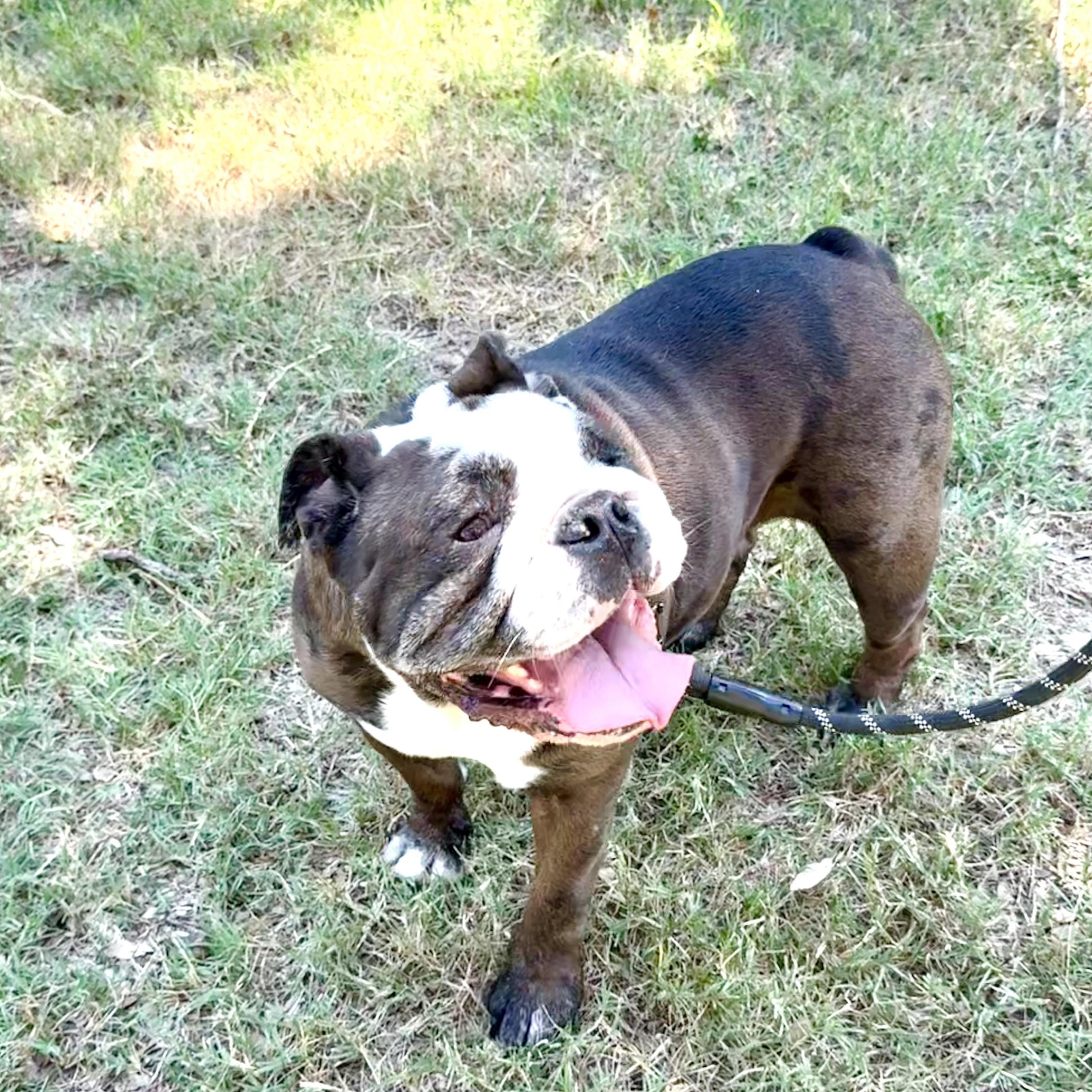 Enlarge Penelope is perfection!, a Adoptable English Bulldog in Lockhart, TX image 5/6