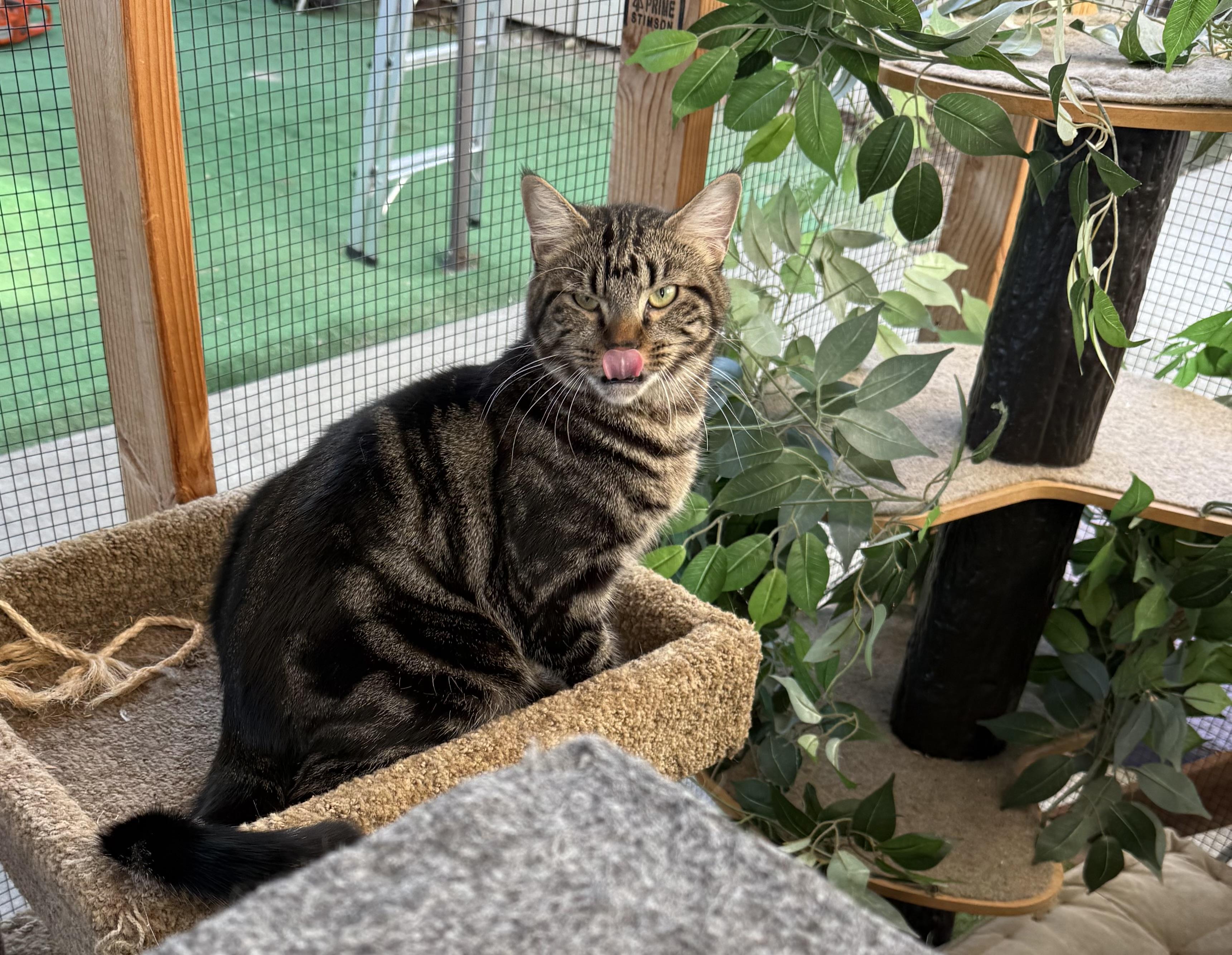 Enlarge Pepper, a Adoptable Tabby in Oakley, CA image 1/2