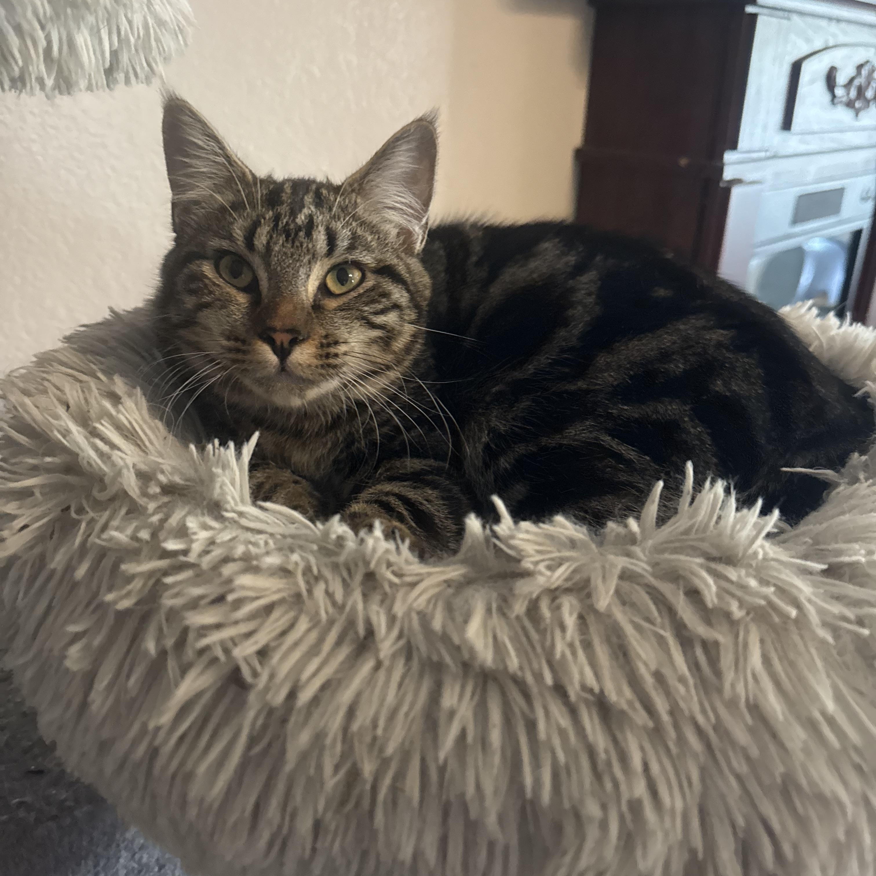 Enlarge Pepper, a Adoptable Tabby in Oakley, CA image 2/2