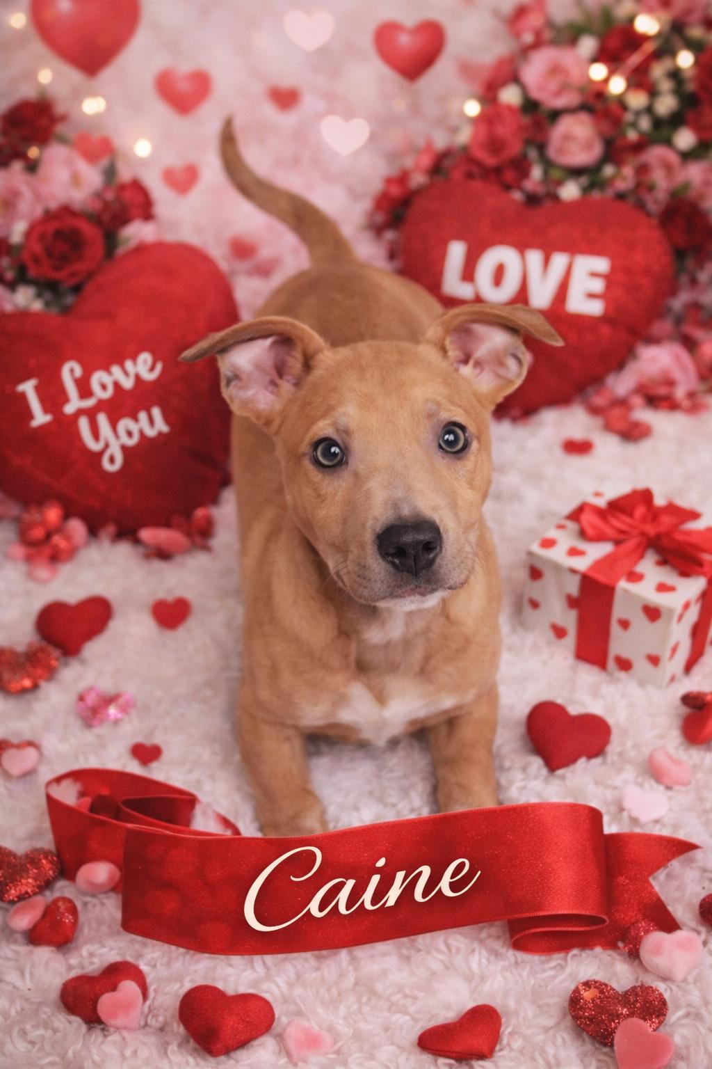 Caine, ADOPTABLE, Puppy Male Mixed Breed.