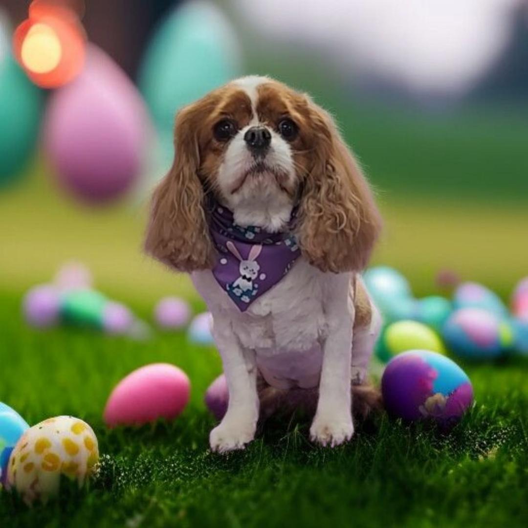 Enlarge Zoe and Arabella, a Adoptable Cavalier King Charles Spaniel in Anchorage, AK image 2/3