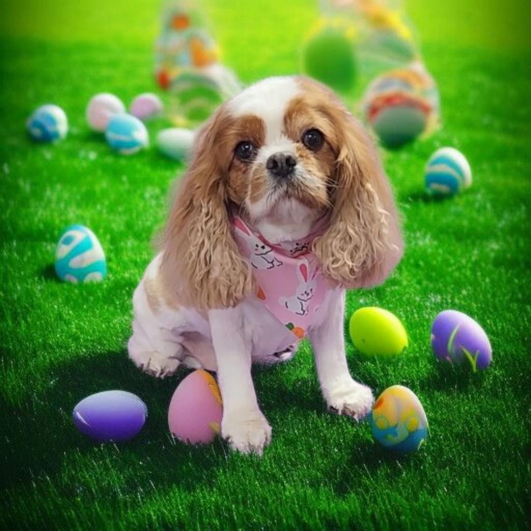 Enlarge Zoe and Arabella, a Adoptable Cavalier King Charles Spaniel in Anchorage, AK image 3/3