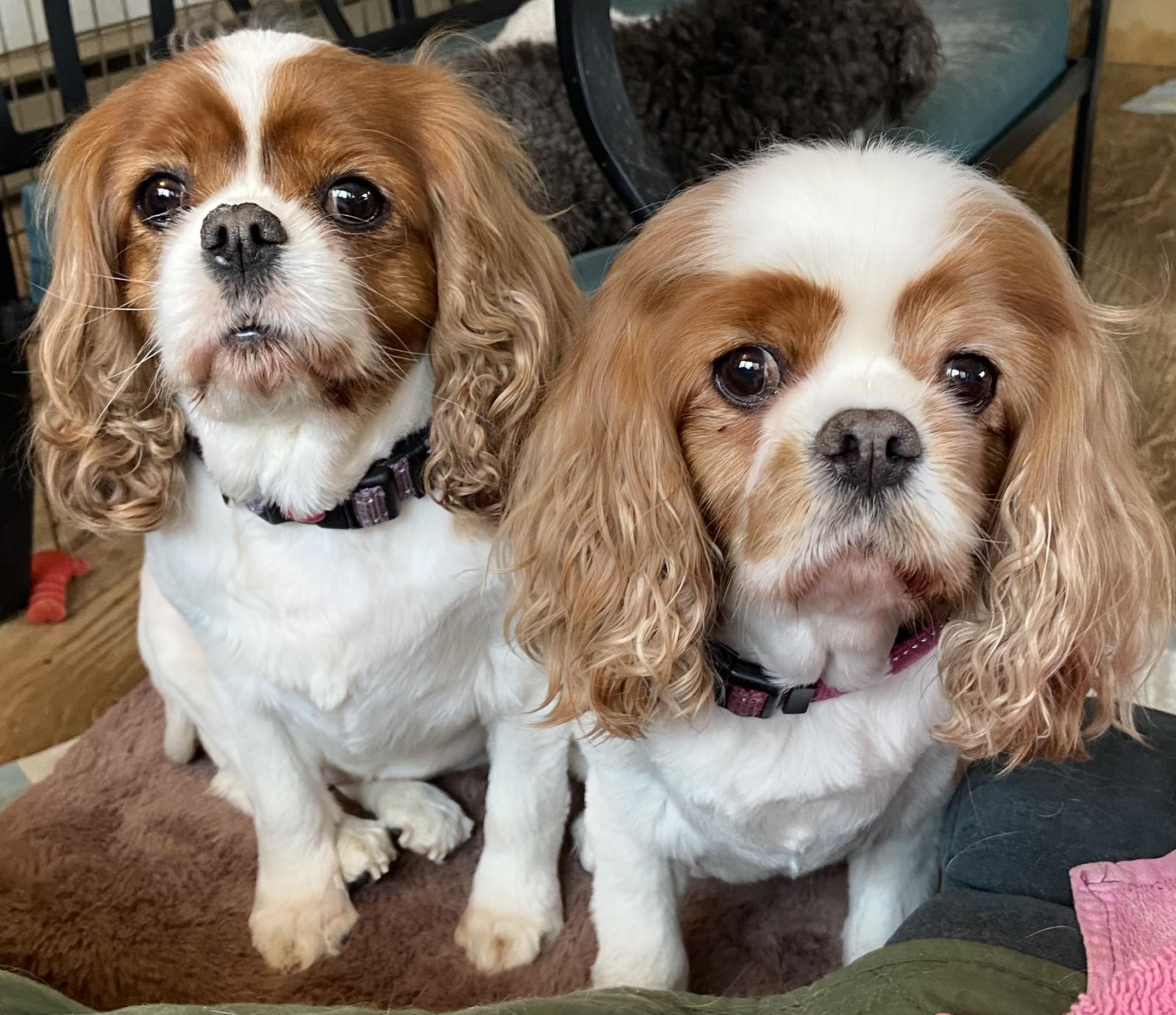 Zoe and Arabella, Adoptable, Adult Female Cavalier King Charles Spaniel.