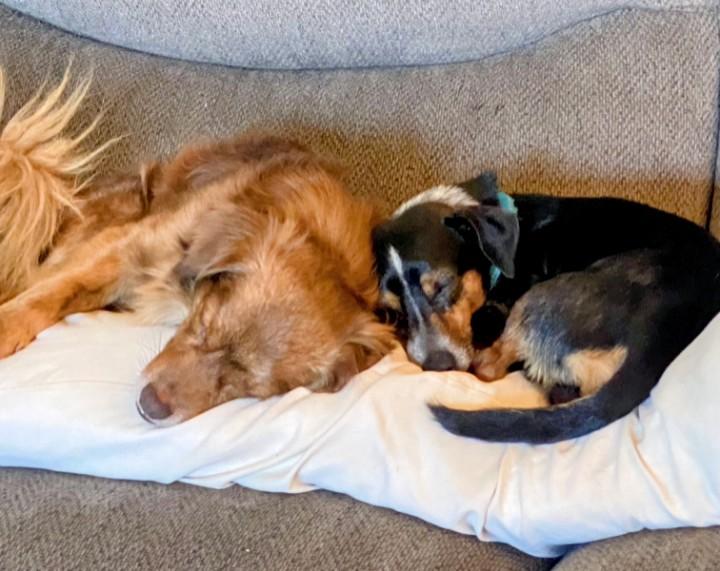 Willy & Billy, a ADOPTABLE Chihuahua in Los Angeles, CA image 3/4